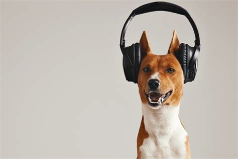 do dogs understand music